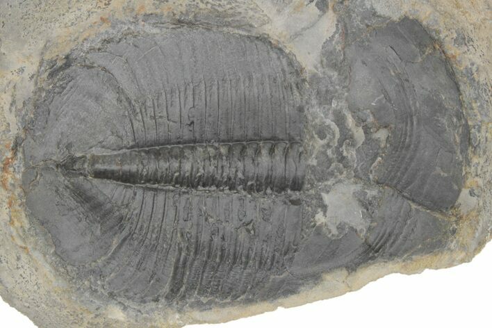 Upper Cambrain Trilobite (Pterocephalia) - British Columbia #212625